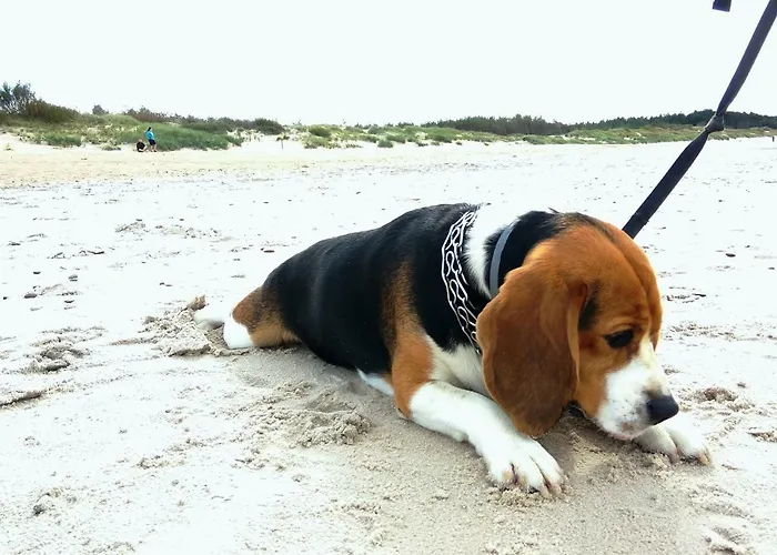 Hébergement de vacances Ul Rozana 8 *